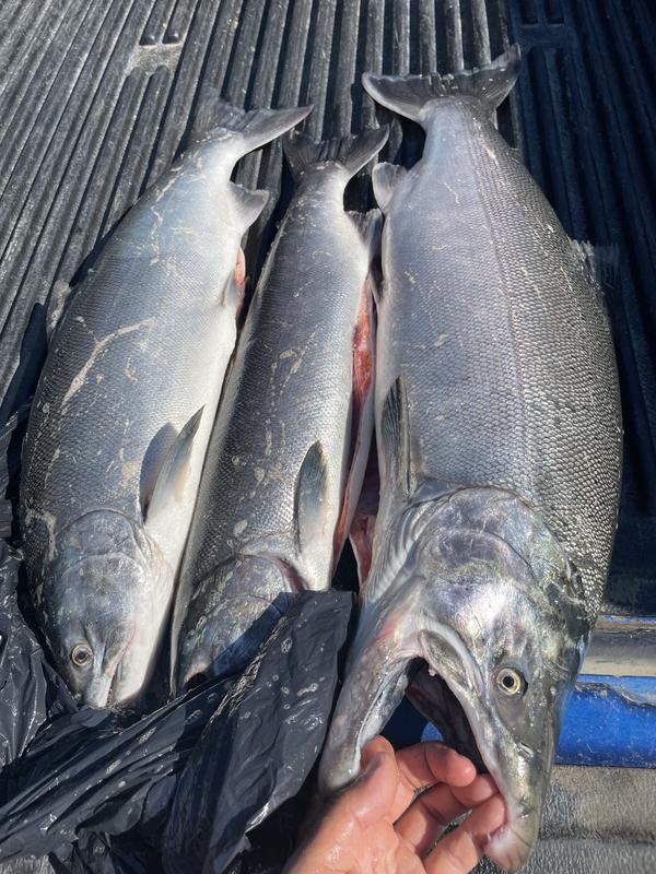 Photo - commentaire&nbsp;2.