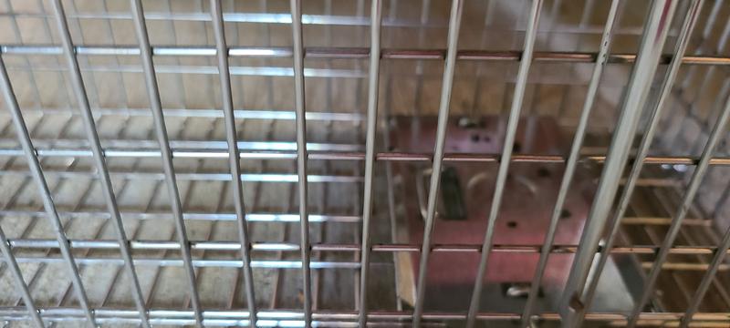 The door didn't close but the bait was gone!