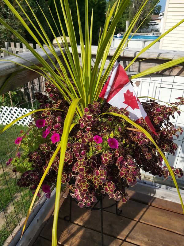 Outdoor Deck Plant Pride