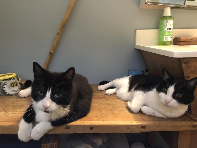 Photo - commentaire&nbsp;8.