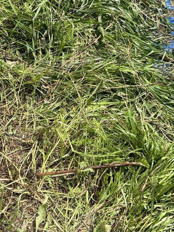 Photo - commentaire 6.