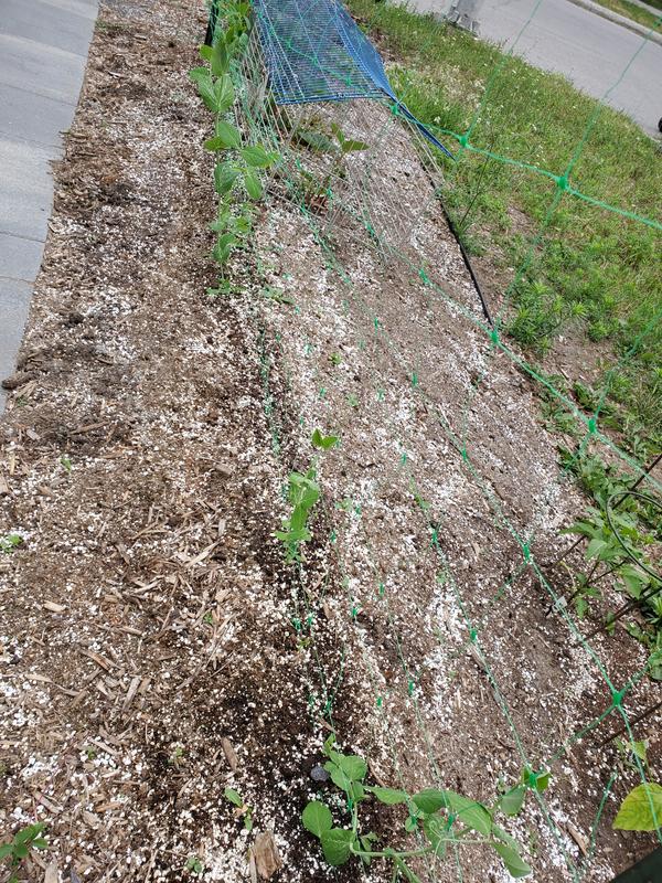 garden coverage a few inches deep