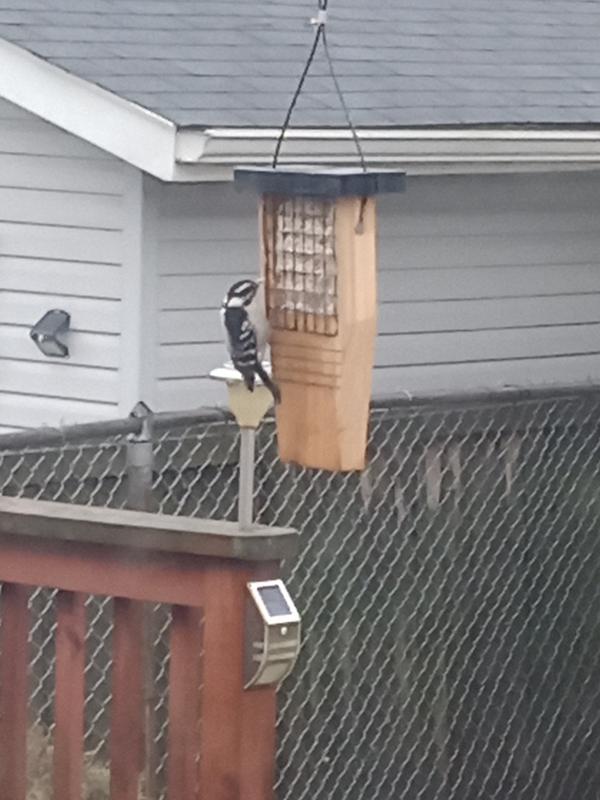 Woodpecker having a meal