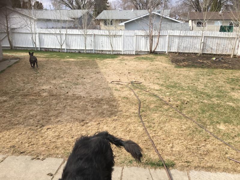 This spring. All dead