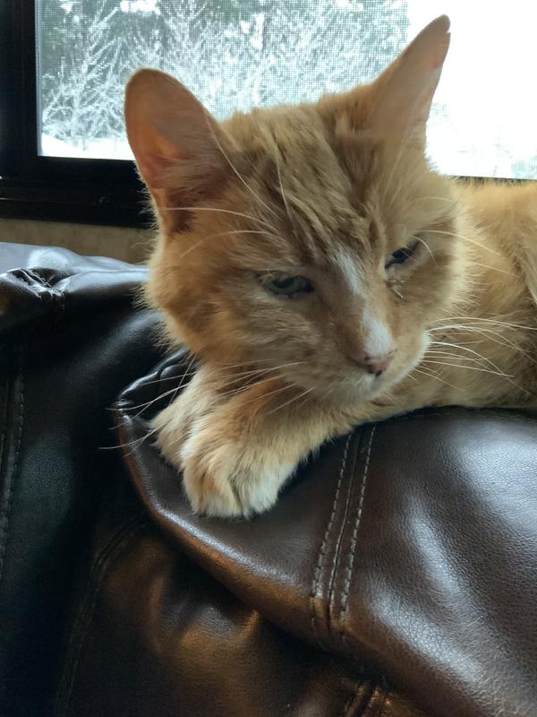 Happy cat...Mickey the Mouser
