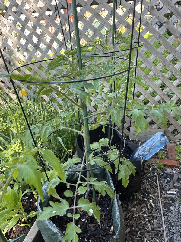 Photo - commentaire 2.