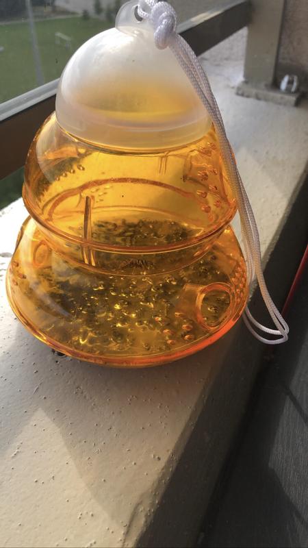 Half of these were in the first 24 hours. It’s been less than 4 days. A fork of tuna, some sugar (read directions on box) and fill orange juice (non concentrate) up to first ring.