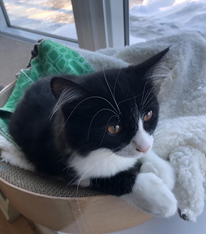 Chaton dit: “Idéal en hiver”!