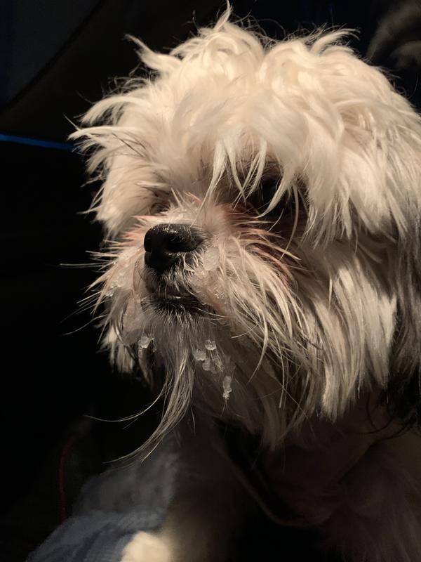 She is a Shih Tzu Maltese and her name is Penny