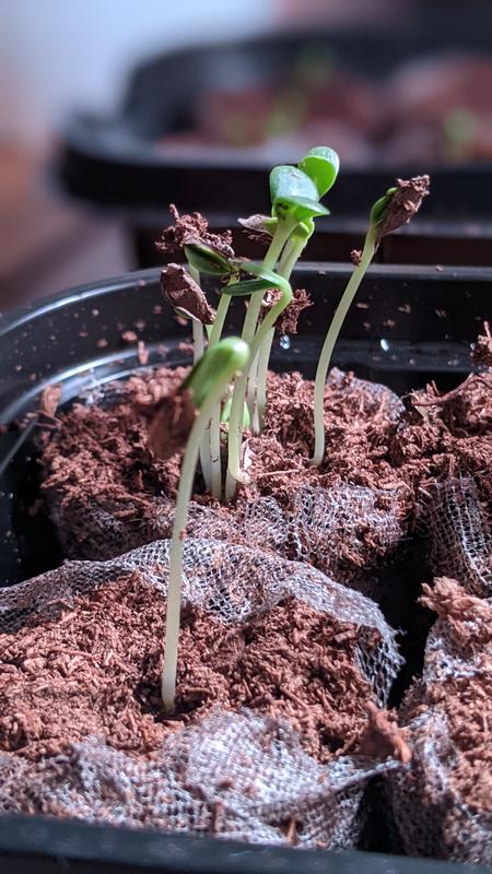 We have spinach growing