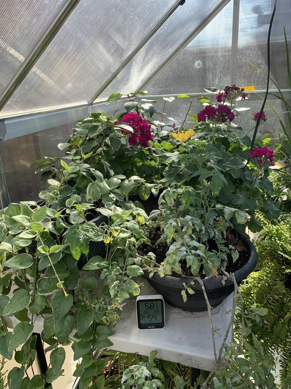 Winter Greenhouse