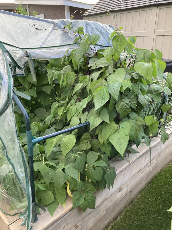 Installed on 4x8 cedar garden box