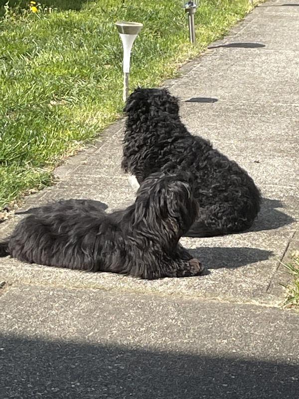 They love their Cesar