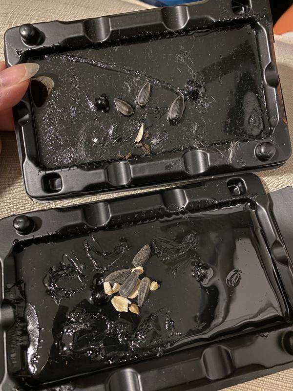 The two of the four traps