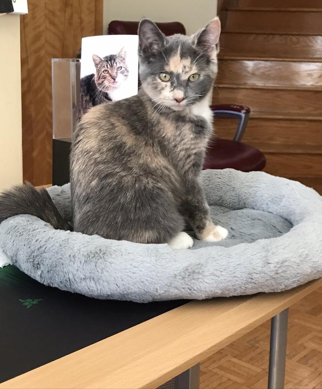 Photo - commentaire&nbsp;2.