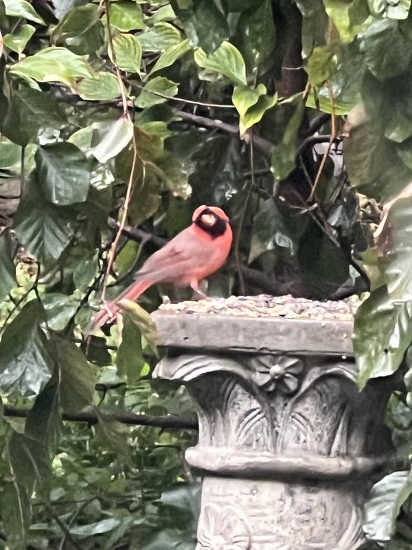 Photo - commentaire&nbsp;4.