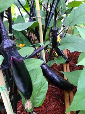 my eggplant who almost died