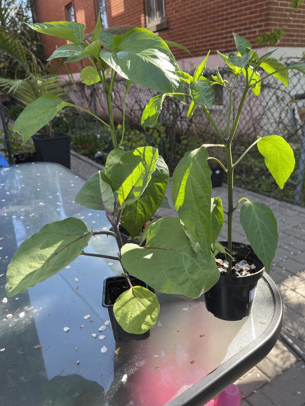 Photo - commentaire 1.