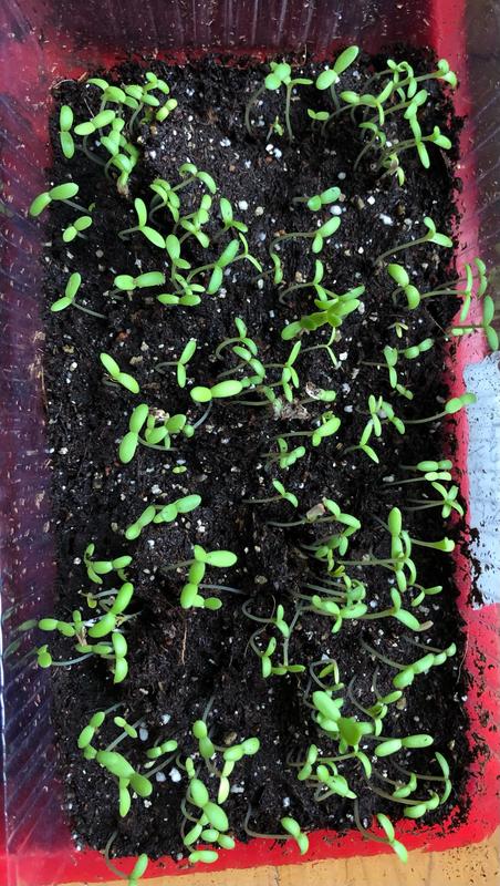 Photo - commentaire&nbsp;6.