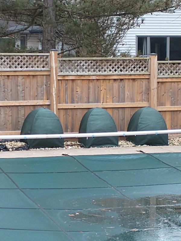 Some dwarf globe cedars being protected.