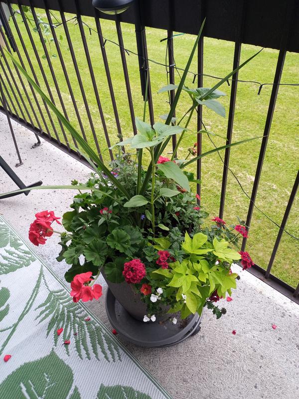 Photo - commentaire&nbsp;1.