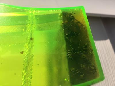 Wasp Trap after 2 weeks