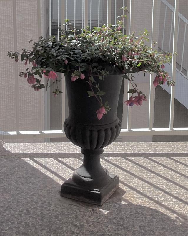 Annual Fuchsias