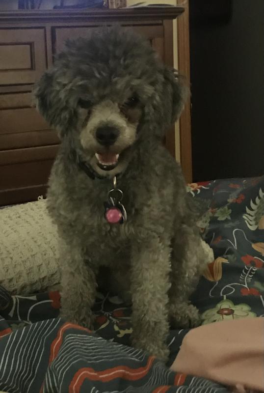 Photo - commentaire&nbsp;8.