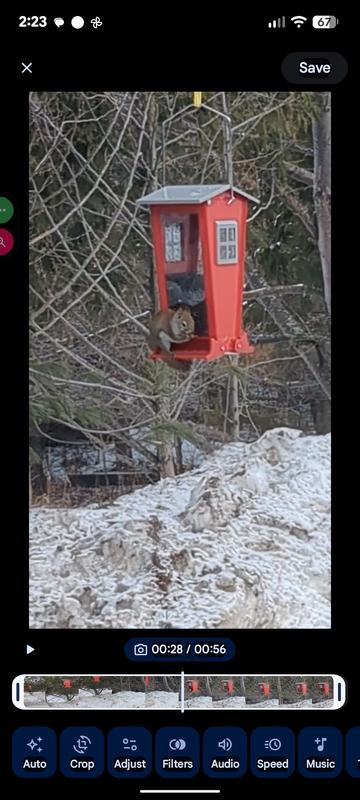 Happy Squirrel temporarily while seeds are in the feeding tray