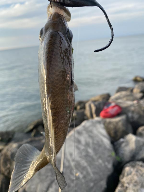 Photo - commentaire&nbsp;2.