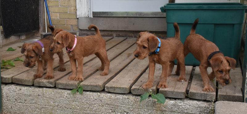 ready to chew anything