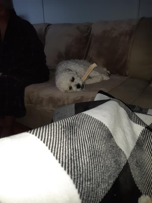 Chilling with his chew