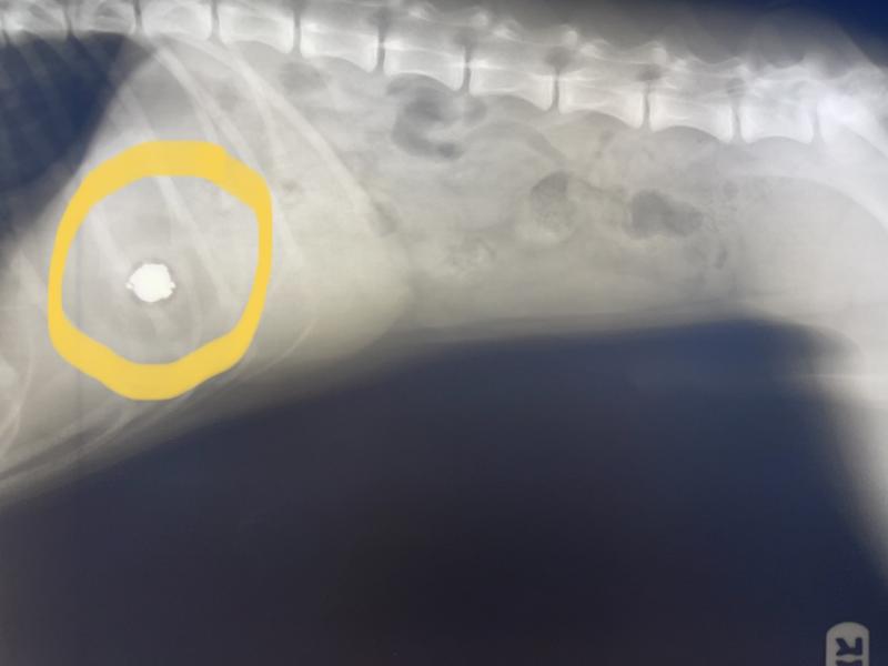 The thing you really see is the battery inside the ball. If you look close you can see the out line of the ball. Too big for him to pass on his on.