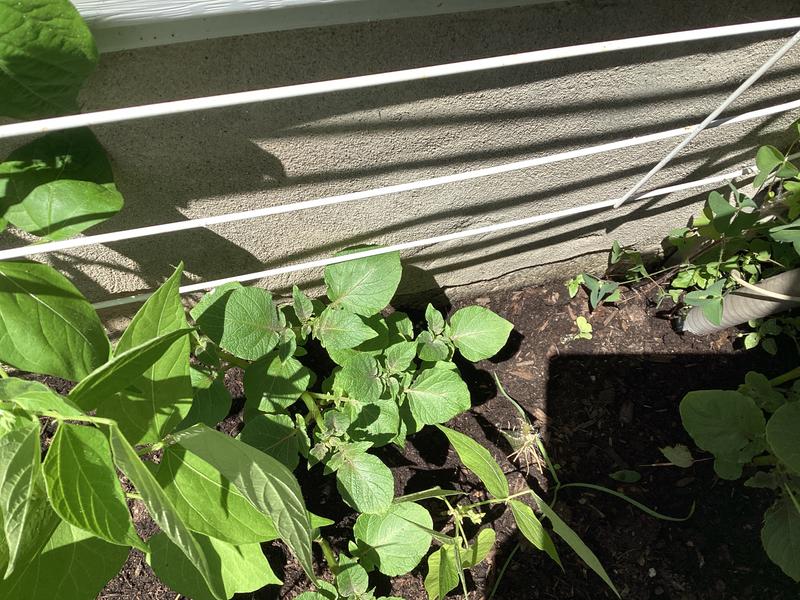 Photo - commentaire 1.