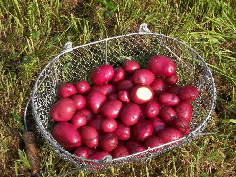 Red Apple potato in early August.
