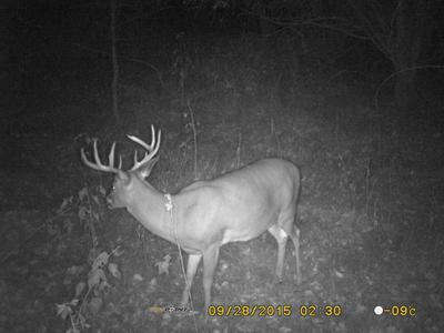 Nice buck early fall 2015
