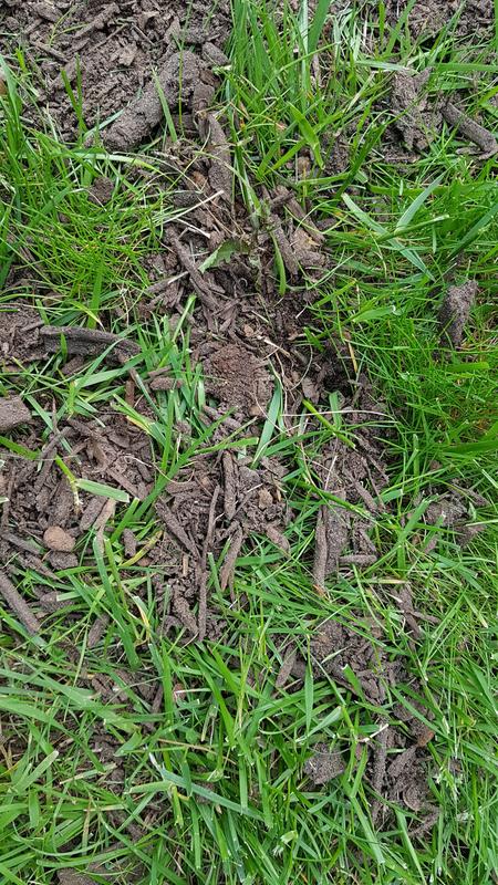 Wood chips, not composted manure