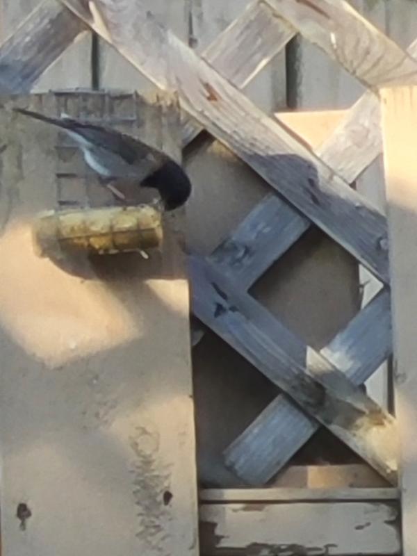 The birds take turns feeding, when one leaves another takes it's place.