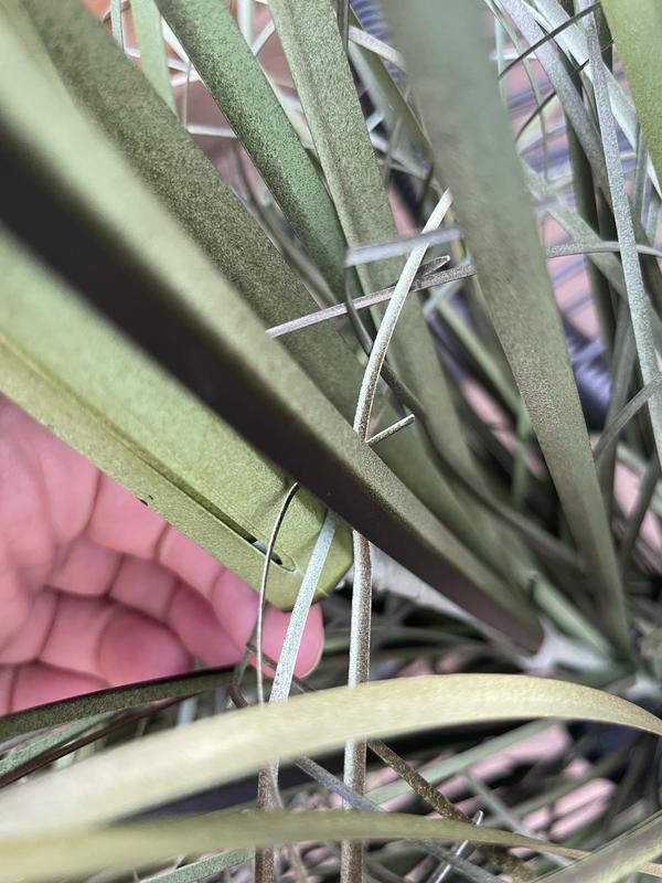 All stems with tape came apart. You can also see how faded the tape is in just days! Terrible