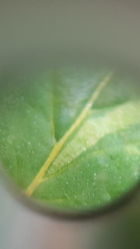 Thrips from the promix. Waiting for them to hatch to refog.