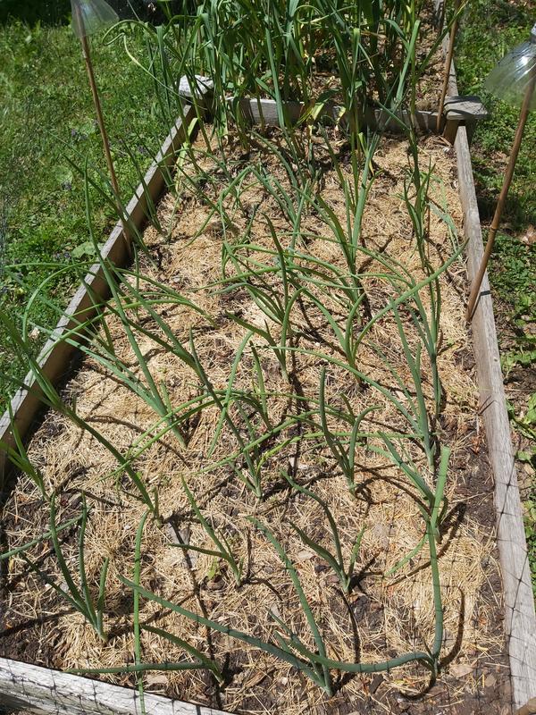 Photo - commentaire 1.