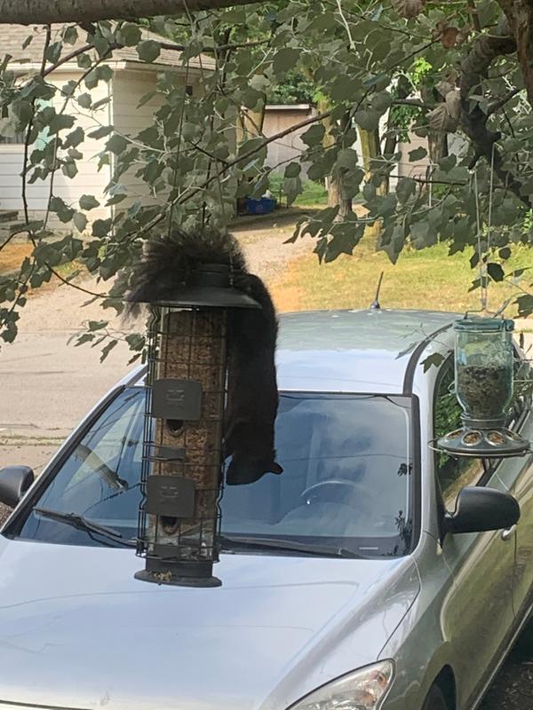 squirrel hanging from the bird feeder wire