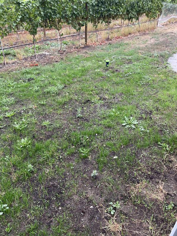 Three weeks after seeding