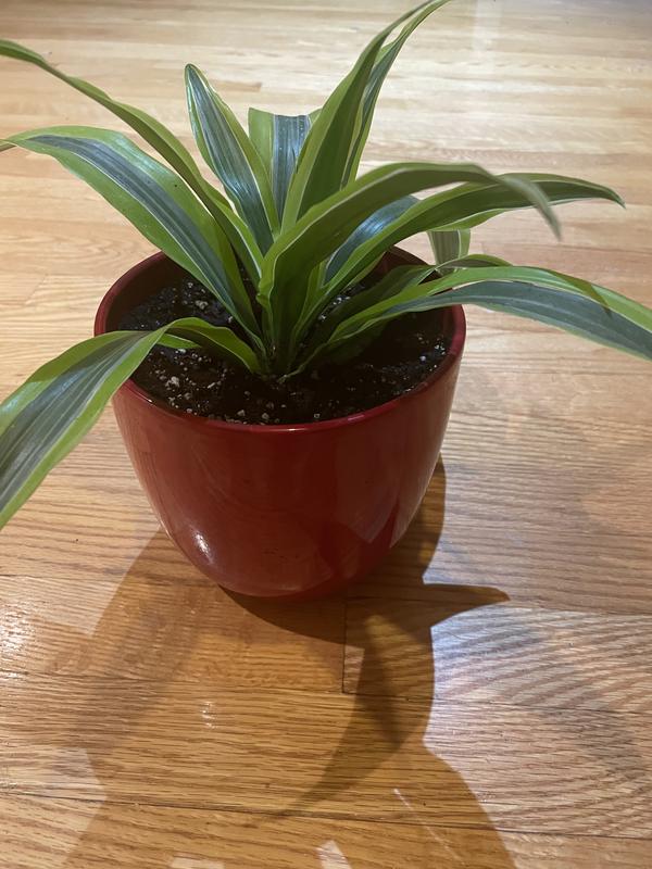 Photo - commentaire&nbsp;2.