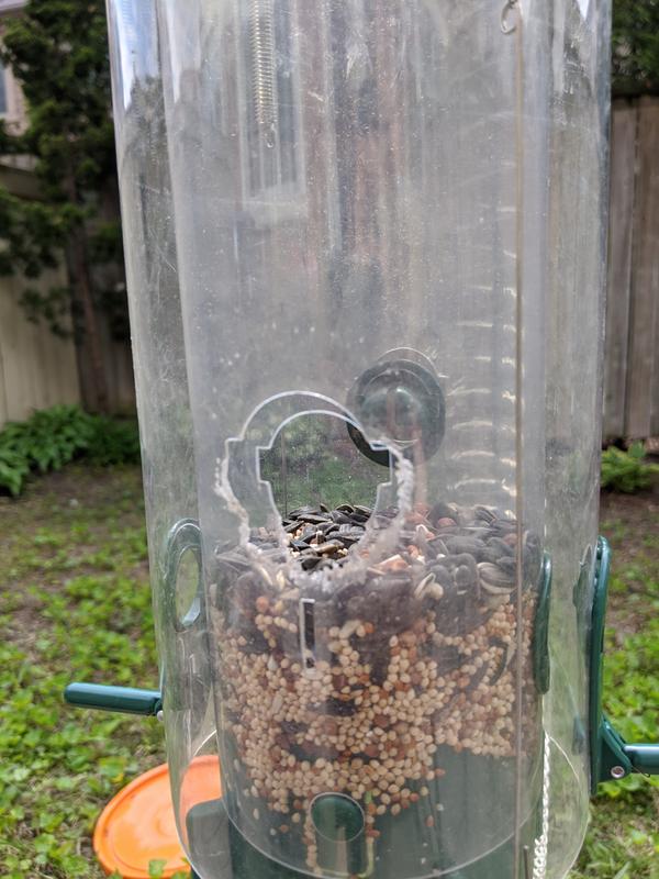 Squirrel chewed a hole