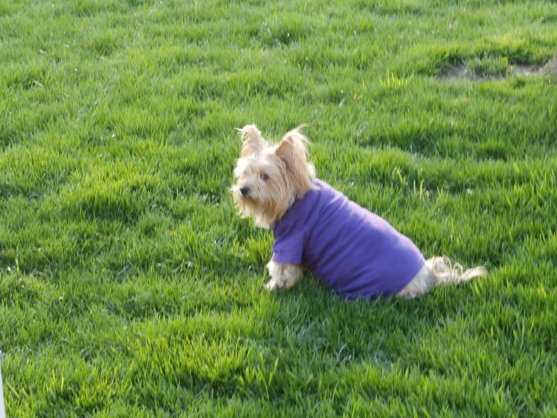 My dog in back yard lawn