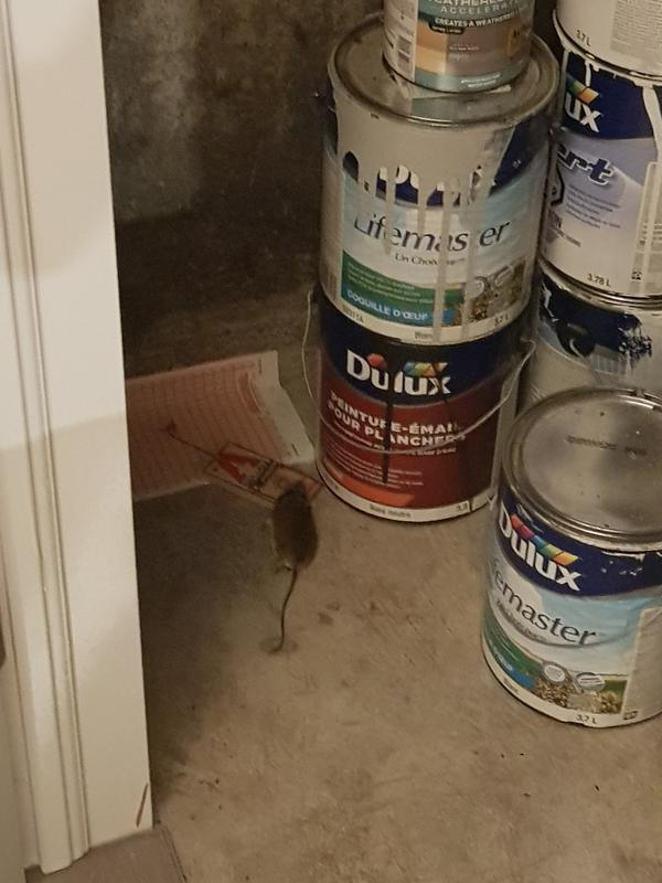 Victor trap worked!!! Amazing!!