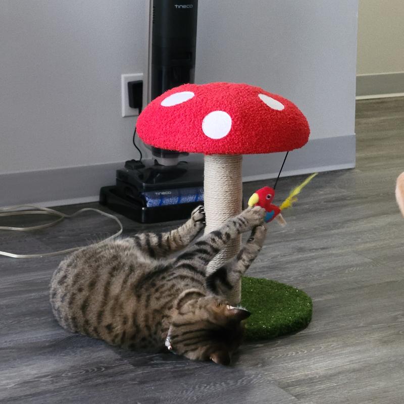 My cats favourite place!