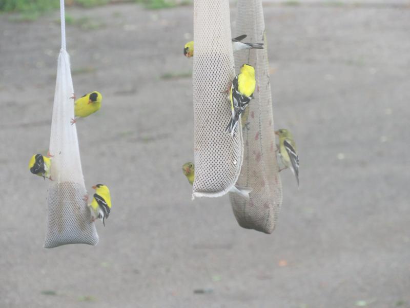 Photo - commentaire&nbsp;3.