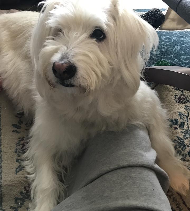 We wuv Canadian Tire doggy treats